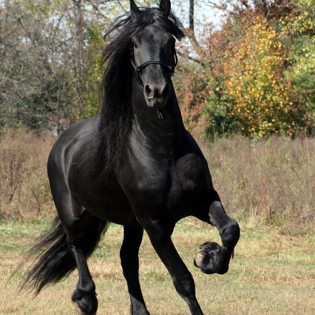 حب الخيل ليس مجرد شغف.. اكتشف الأثر العميق للعلاقة الفريدة بين الإنسان والحصان