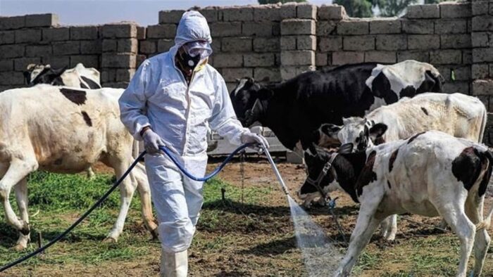 جنوب إفريقيا: الحمى القلاعية تضرب 261 ألف رأس ماشية وخسائر اقتصادية بالمليارات
